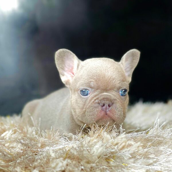 Exotic French bulldog lilac and tan Burberry - Image 3