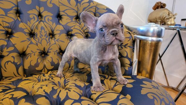 Exotic French Bulldog Lilac Merle Gucci - Image 9