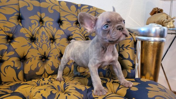 Exotic French Bulldog Lilac Merle Gucci - Image 7