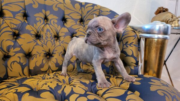 Exotic French Bulldog Lilac Merle Gucci - Image 8
