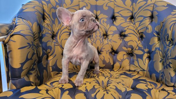 Exotic French Bulldog Lilac Merle Gucci - Image 6
