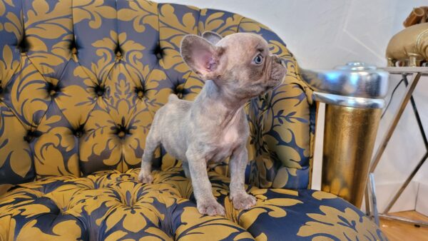 Exotic French Bulldog Lilac Merle Gucci - Image 5