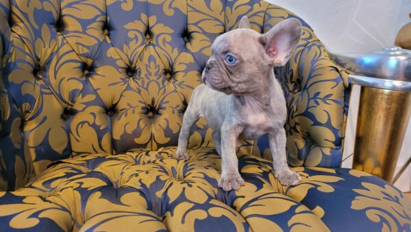 Exotic French Bulldog Lilac Merle Gucci - Image 4
