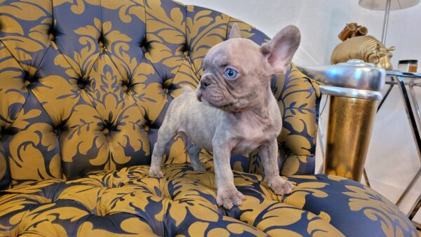 Exotic French Bulldog Lilac Merle Gucci