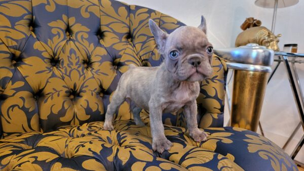 Exotic French Bulldog Lilac Merle Gucci - Image 2
