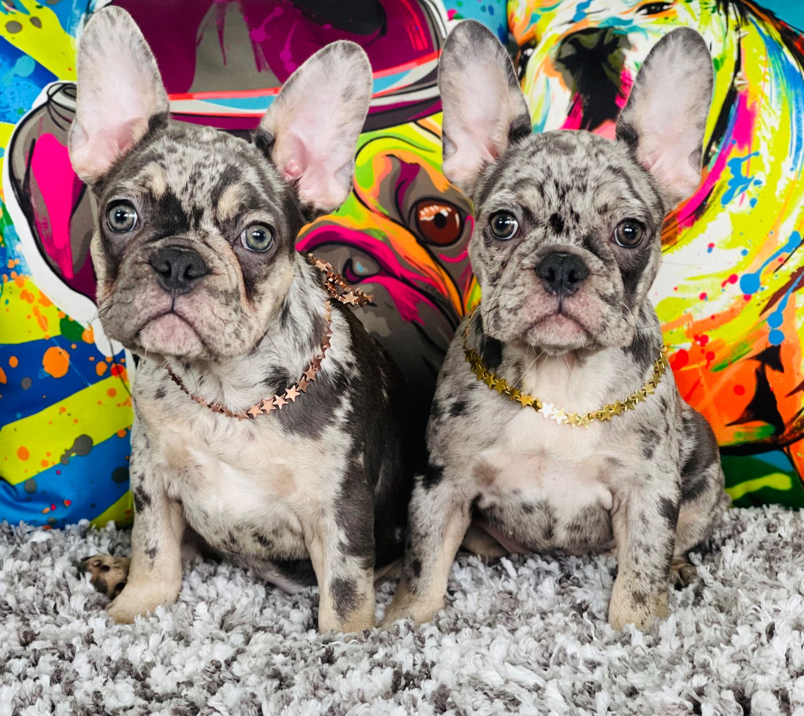 French bulldog choco Merle and blue Merle Kylie And Jenner – Master ...