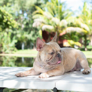 Frenchie lilac sable stud
