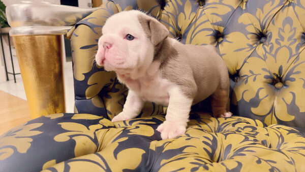 English Bulldog Lilac tree Female