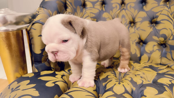 Exotic English Bulldog Lilac Tree Linda - Image 5