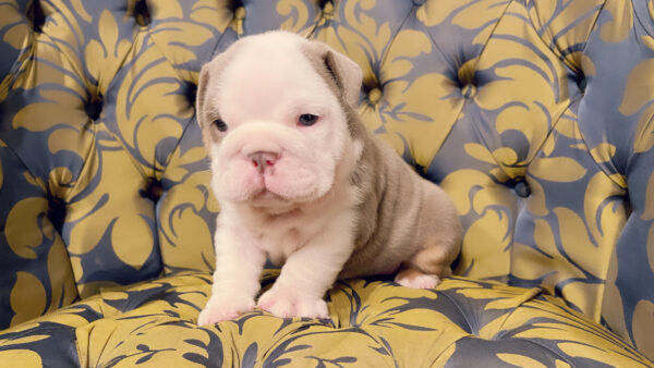 Exotic English Bulldog Lilac Tree Linda - Image 7