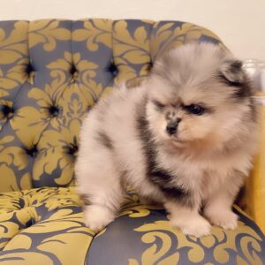 teddy bear blue merle pomeranian