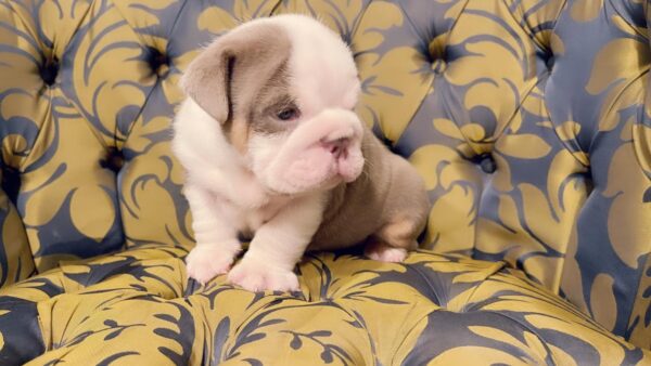 Exotic English Bulldog Lilac Tree Linda - Image 2