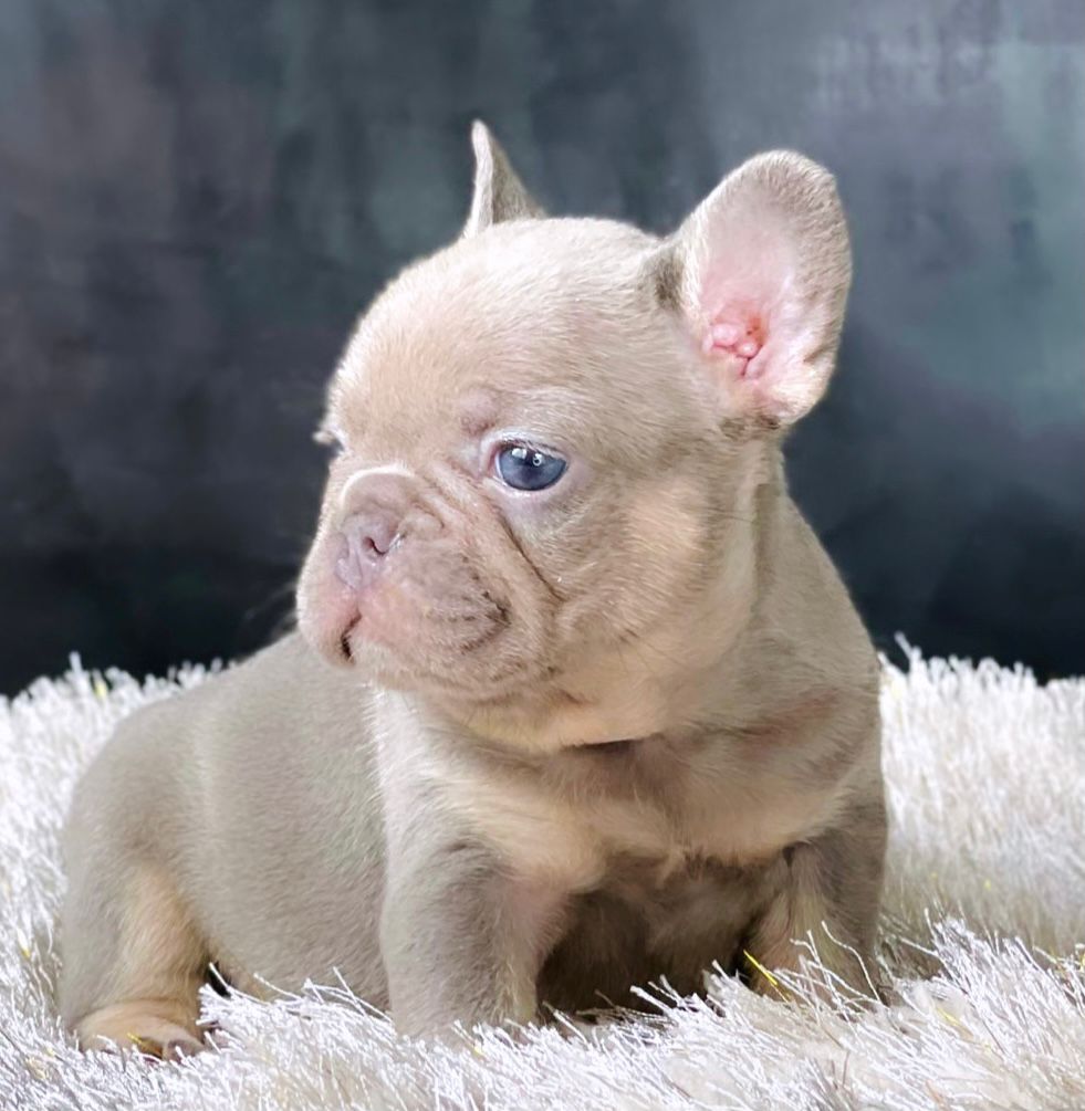 tan french bulldog