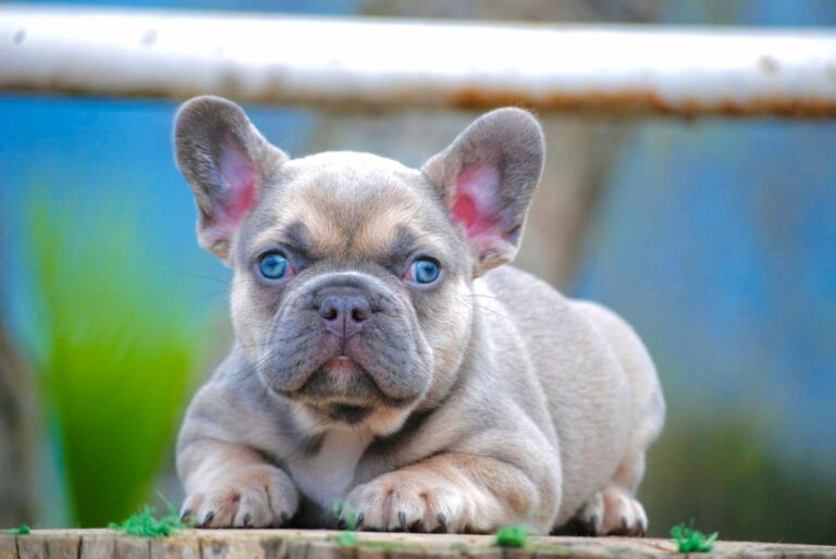 Beautiful French bulldog Lilac sable fawn, fuffly carrier triple ...