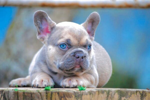 French bulldog Lilac sable fawn, fuffly carrier triple Carrier