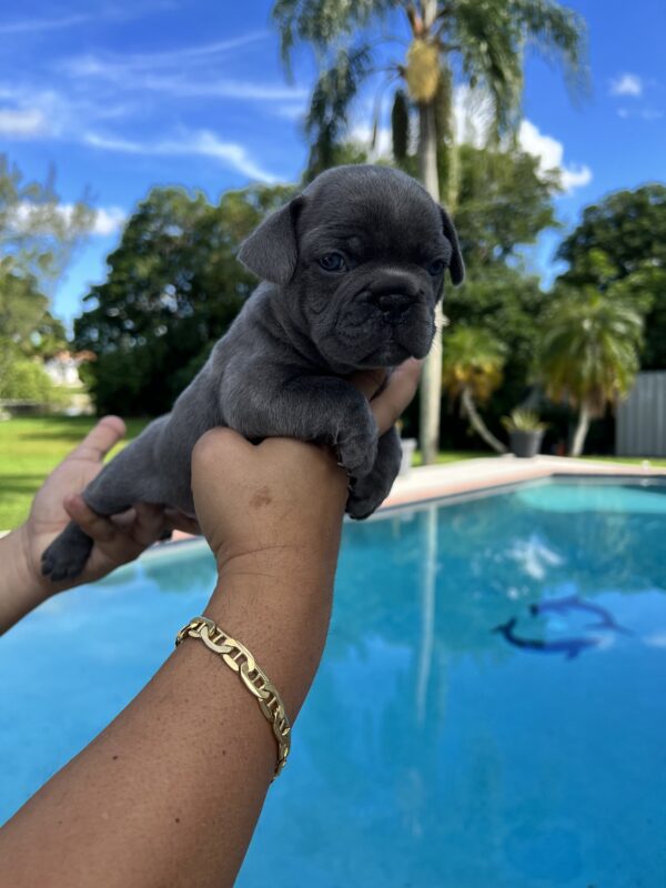 French bulldog blue Isabella carrier