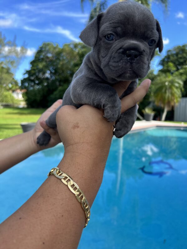 French bulldog blue Isabella carrier