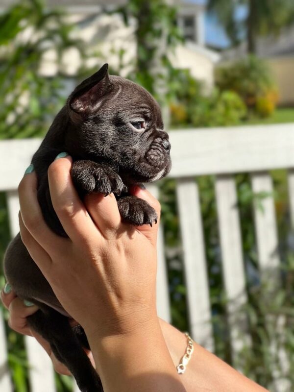 French bulldog black male