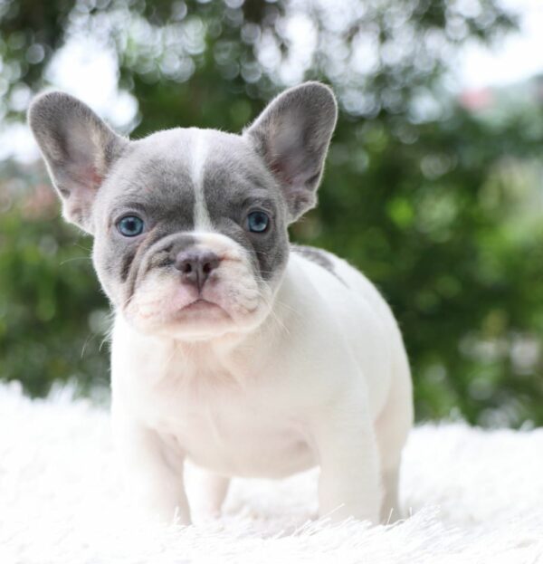 French Bulldog Lilac pied Fluffy carrier