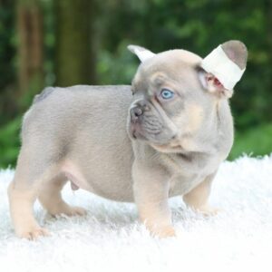 french Bulldog Lilac Sable Blue eyes fluffy carrier
