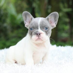 French Bulldog Lilac pied Fluffy carrier
