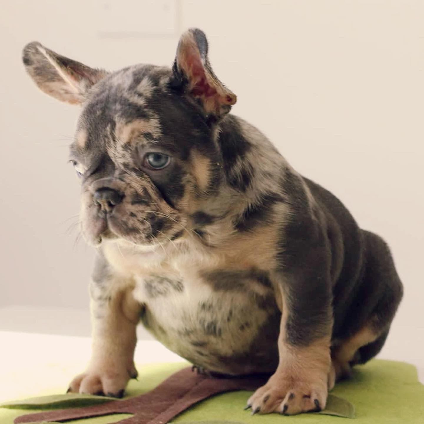 Beautiful French Bulldog Blue Merle And Tan Isabella Carrier Female ...