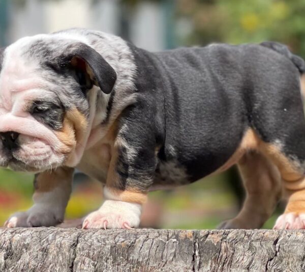 English Bulldog Black tree and tan Merle Female,Iris - Image 3