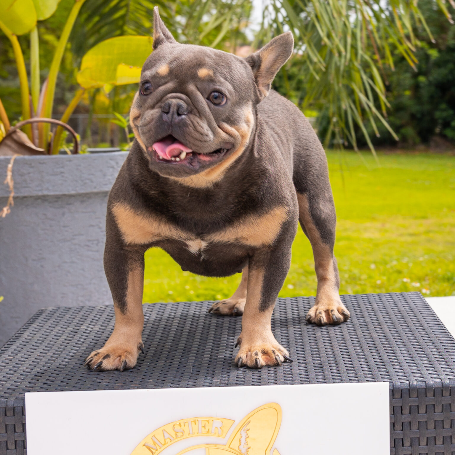 Beautiful Blue And Tan Isabella Carrier Stud, Master Bulldog Ferrari ...