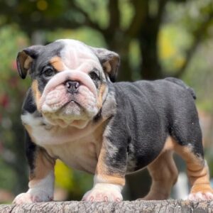 Master Bullgods Miami – Bulldogs For Sale in Miami. French and English ...