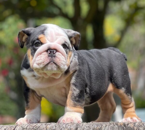 English Bulldog Black tree and tan Merle Female,Iris