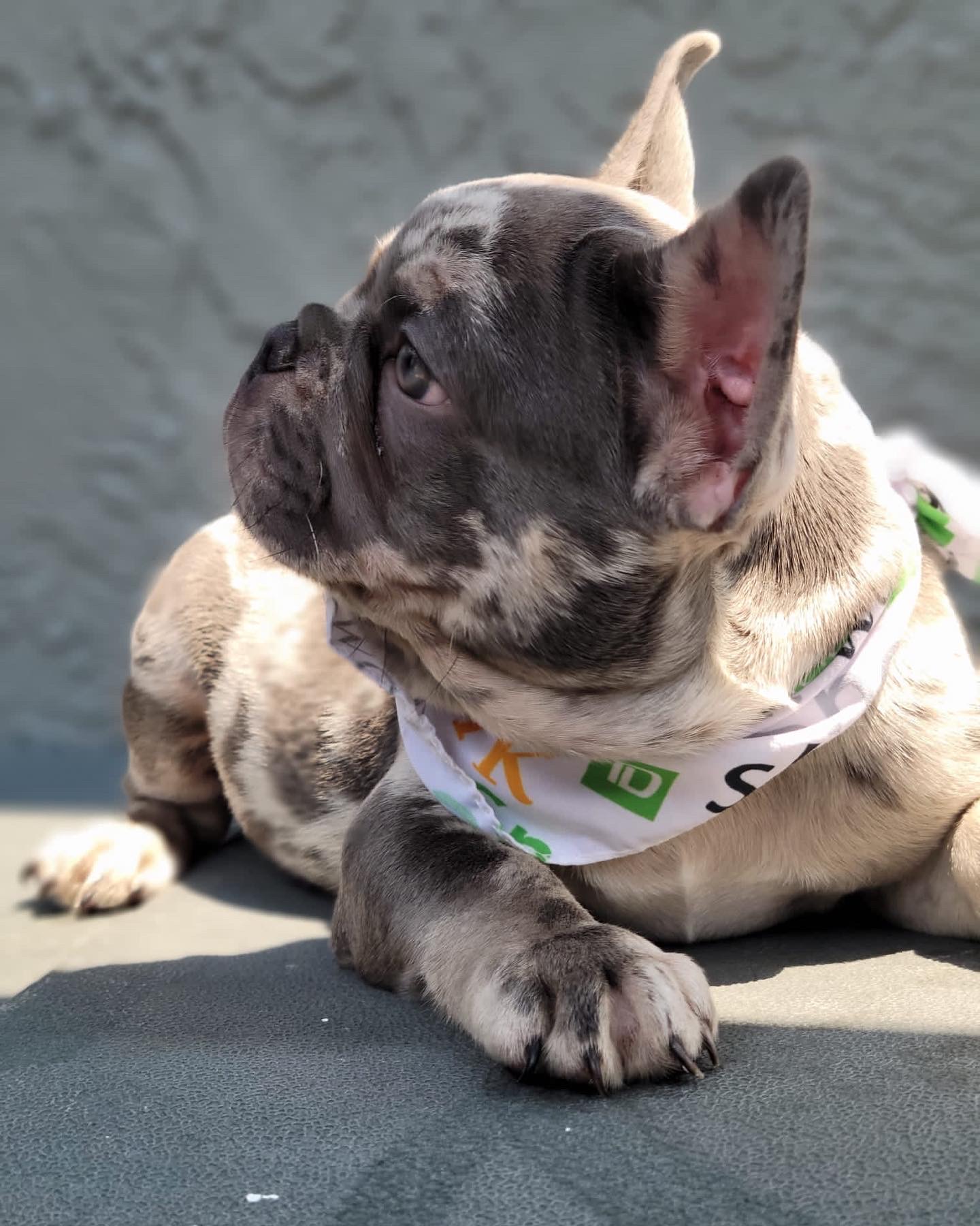 French bulldog lilac Merle Isabella carrier Male , Master bulldogs Memo ...