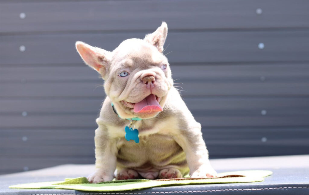 Beautiful Isabella New Shade L4 carrier , Master bulldogs miami Baby ...