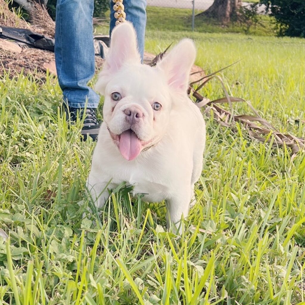 Platinum Fluffy French Bulldog Price