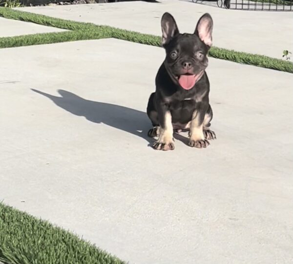 French bulldog choco and tan Isabella and fluffy carrier Tina Turner