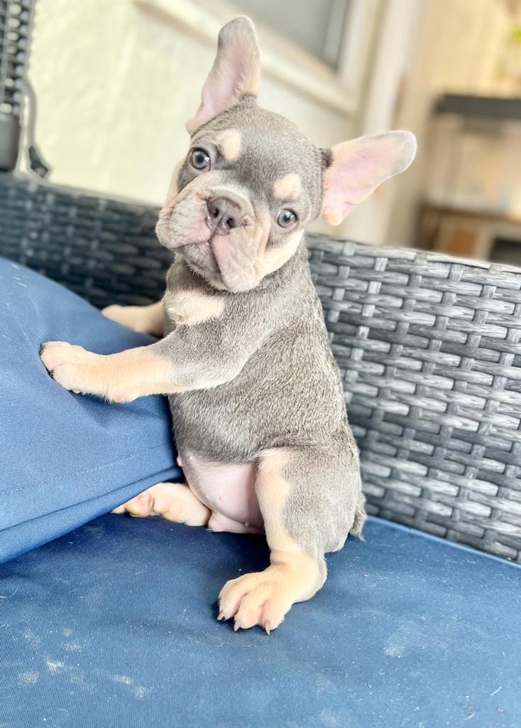 French bulldog lilac and tan fluffy carrier male Tobby - Master ...