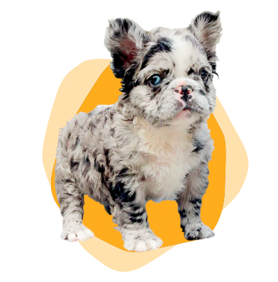 Master Bulldogs Miami – Bulldogs For Sale in Miami. French and English  Bulldogs. Buy your Puppie Today We have the best qualities of Florida  Bulldogs Schedule a visit with us