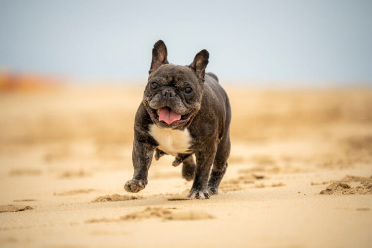 bulldog beach