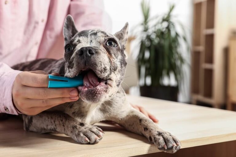 bulldog-cleaning-teeth