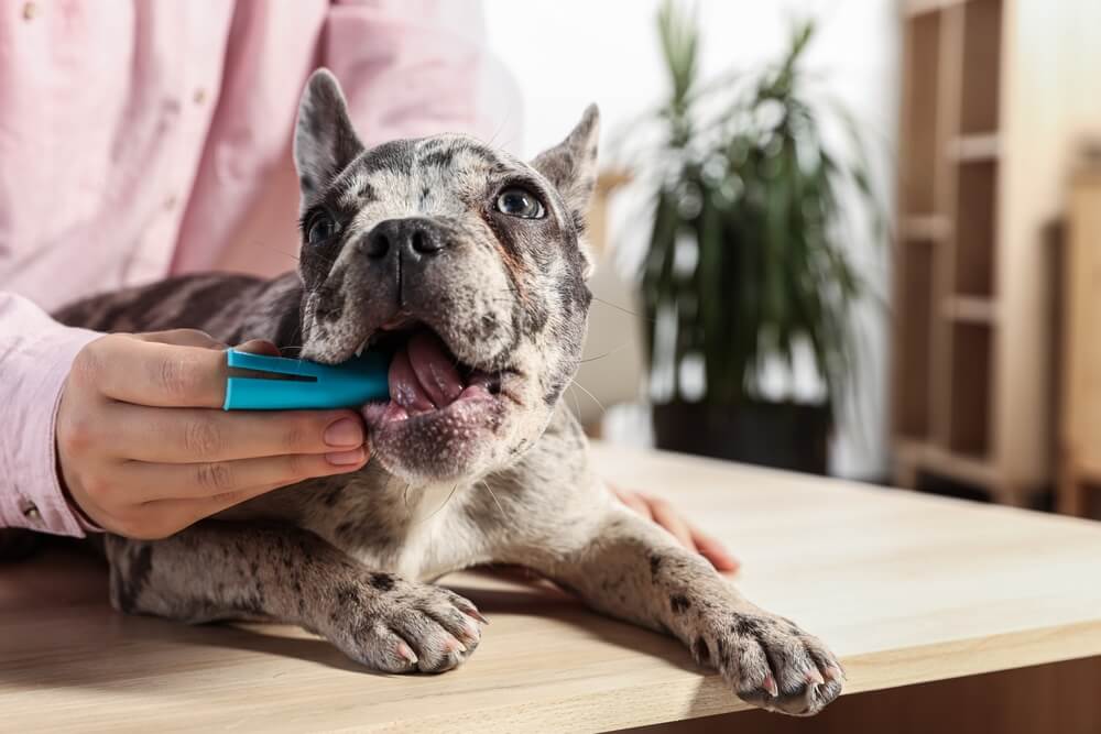 How To Clean Your French Bulldog’s Teeth? All You Need To Know Master