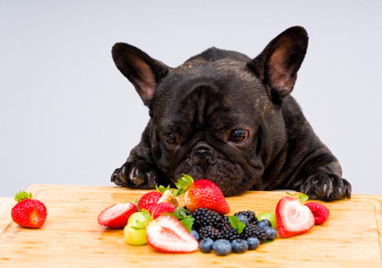 bulldog-diet-fruts-vegetables