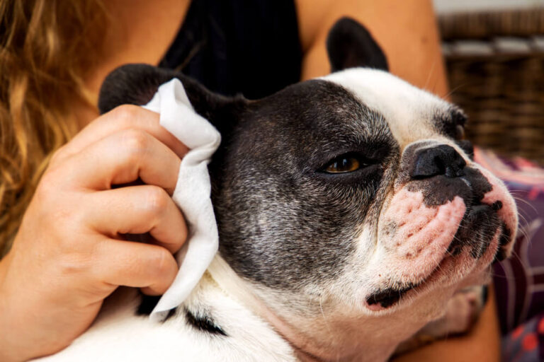 french bulldog ears cleaning