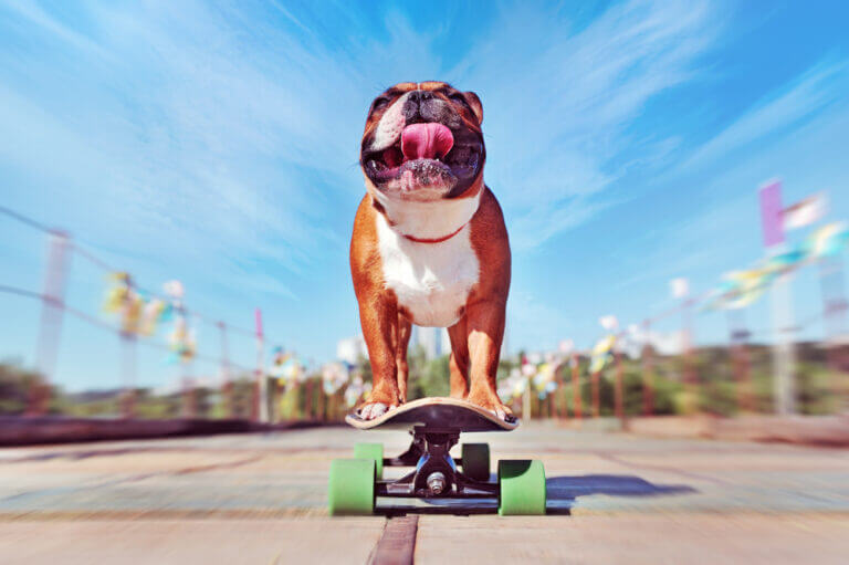 bulldog- skate