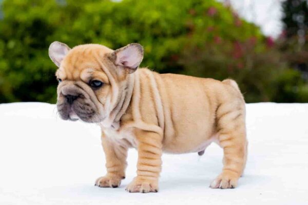 Blue Fawn French bulldog Big Rope male available in miami