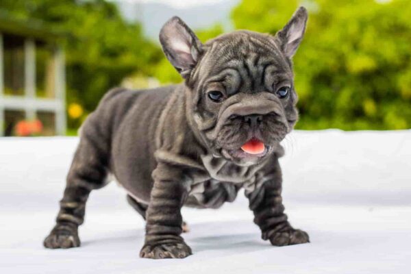 Black french bulldog Big Rope female available in miami