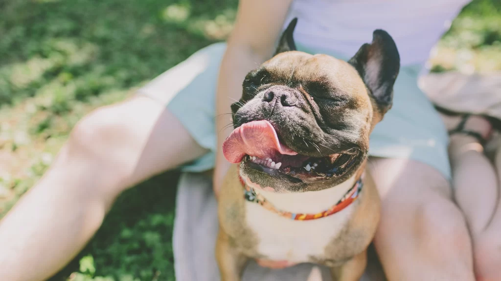 A healthy and joyful French Bulldog embracing life to the fullest.