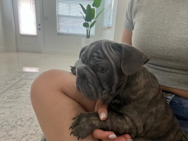 French bulldog Big Rope Male Available in miami Fl