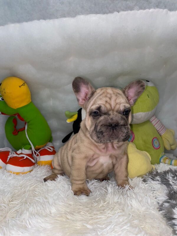French Bulldog big rope male for sale