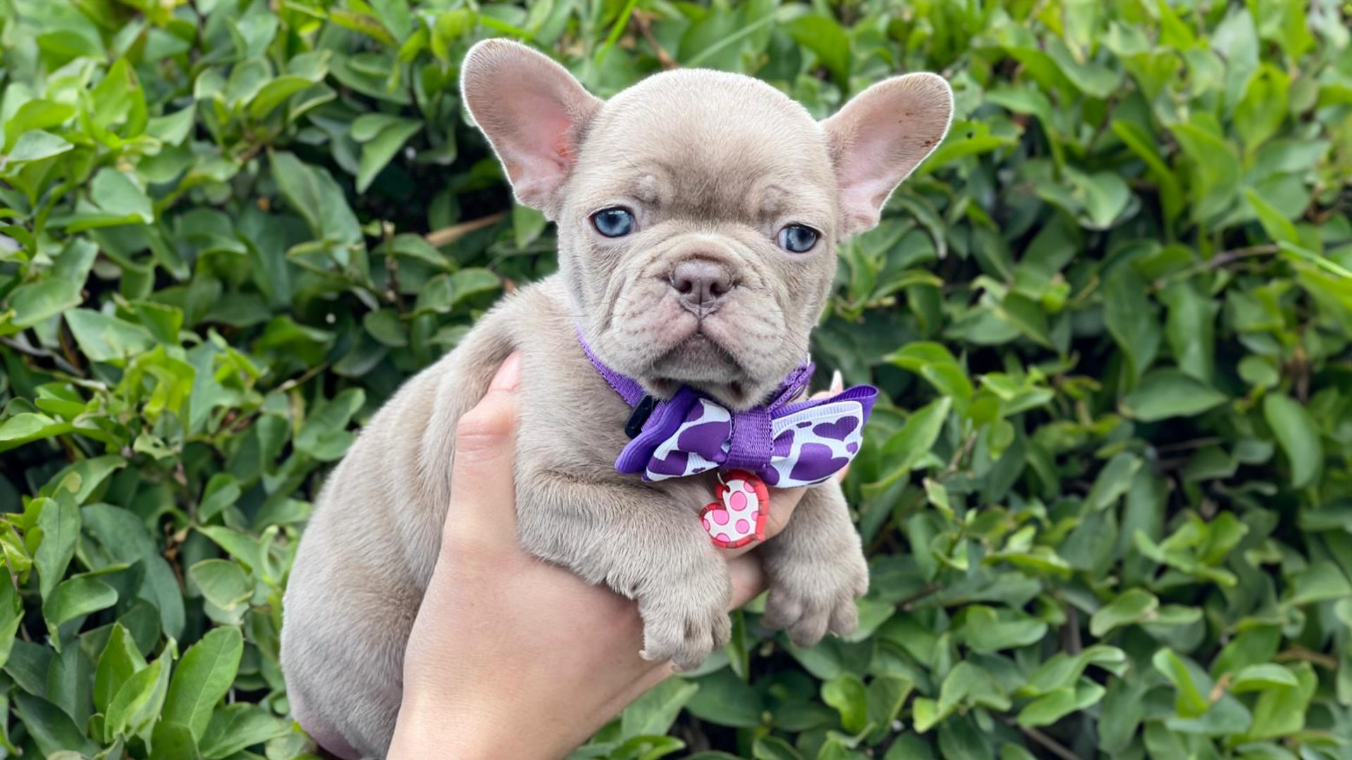 Exploring the Playful Nature of French Bulldogs - Master Bulldogs Miami