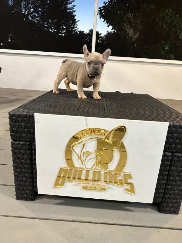 French Bulldog Breeder in Miami