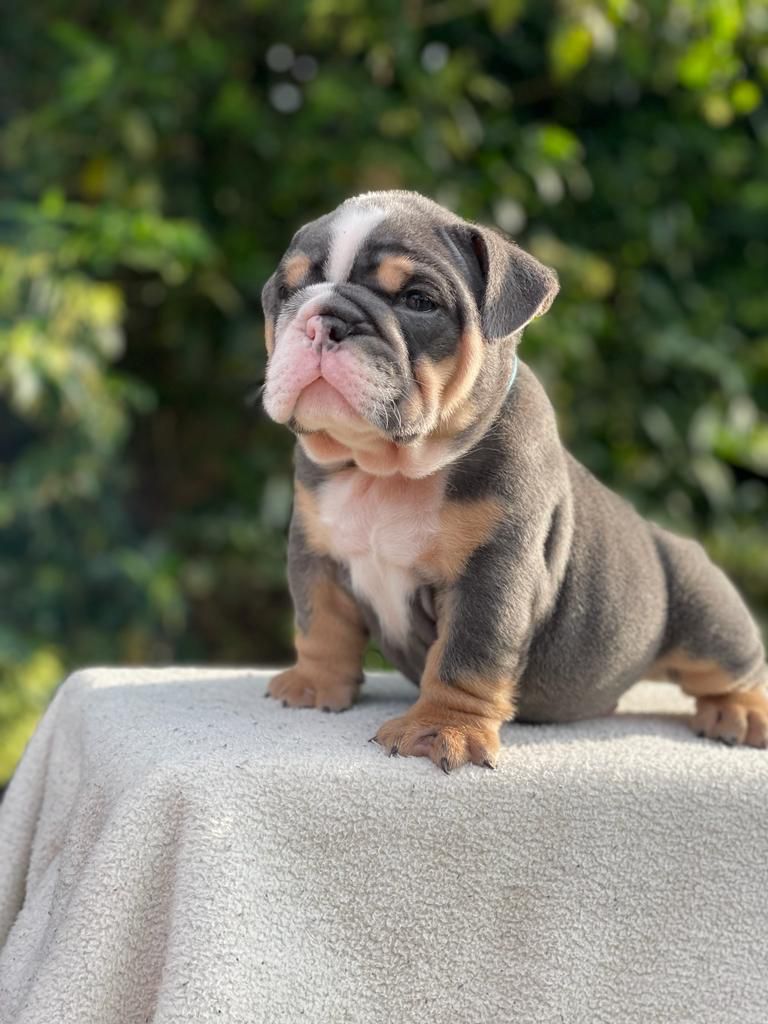 English bulldog blue tree and tan male available now - Master Bulldogs ...